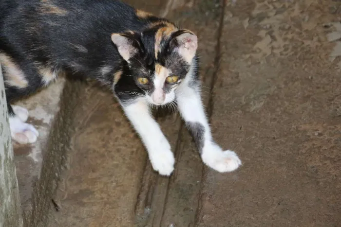 Gato ra a SRD idade Abaixo de 2 meses nome Fradim e Mafalda