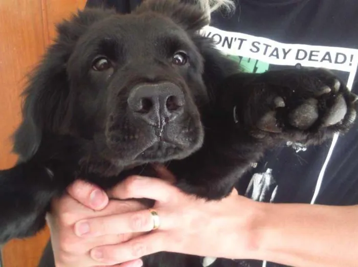 Cachorro ra a Chow chow  idade 2 a 6 meses nome Drogo