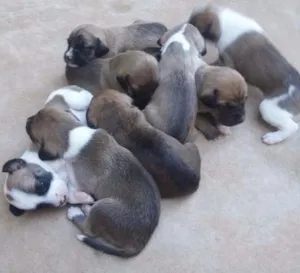 Cachorro raça VL idade Abaixo de 2 meses nome filhotes