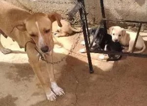 Cachorro raça Sem raça definida idade Abaixo de 2 meses nome Ainda sem nomes