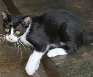 Gato raça SRD idade Abaixo de 2 meses nome Fradim e Mafalda