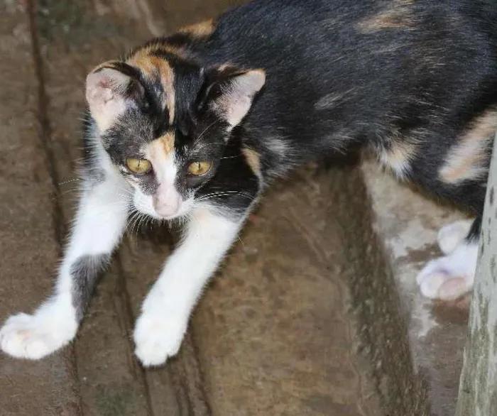 Gato ra a SRD idade Abaixo de 2 meses nome Fradim e Mafalda