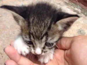 Gato raça Vira lata  idade Abaixo de 2 meses nome A providenciar 