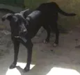 Belinha