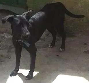 Cachorro raça  idade 7 a 11 meses nome Belinha