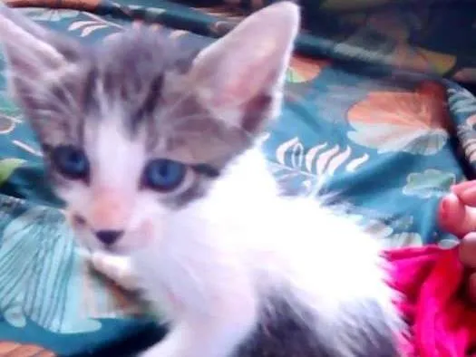 Gato raça SRD idade Abaixo de 2 meses nome Lilica e Juli