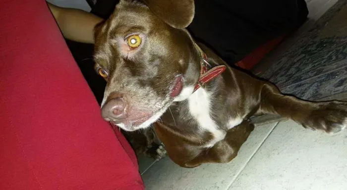 Cachorro ra a Srd idade 1 ano nome Sara