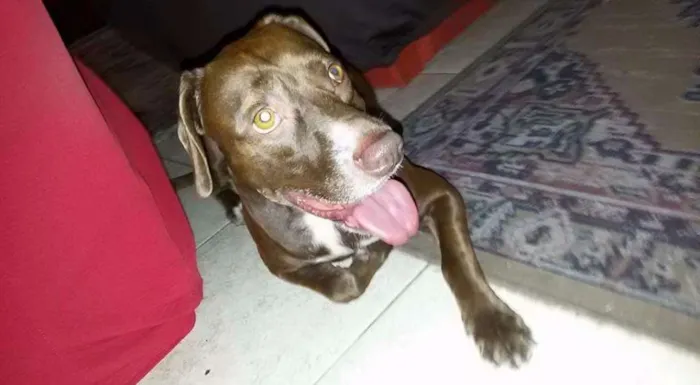 Cachorro ra a Srd idade 1 ano nome Sara