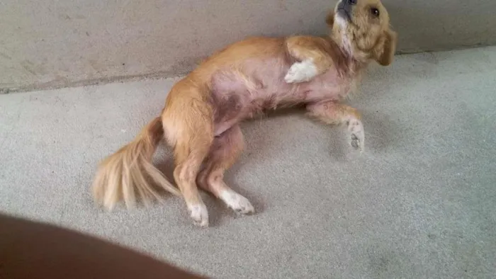 Cachorro ra a Misturada  idade 6 ou mais anos nome Aika