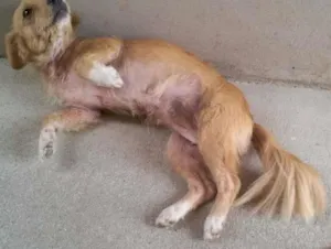 Cachorro raça Misturada  idade 6 ou mais anos nome Aika