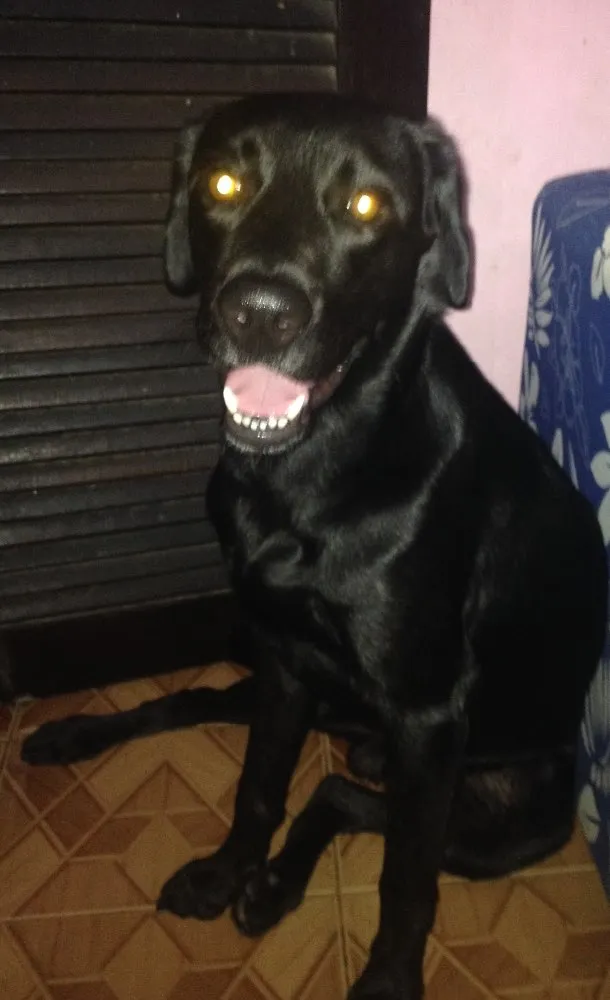 Cachorro raça Labrador  idade 3 anos nome Thor