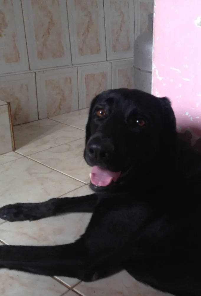 Cachorro raça Labrador  idade 3 anos nome Thor