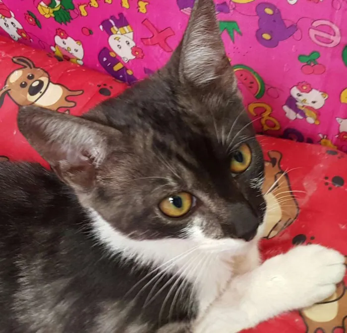 Gato ra a SRD idade 7 a 11 meses nome ÁTILA