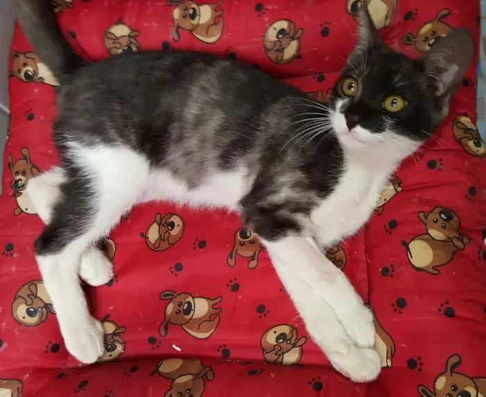 Gato ra a SRD idade 7 a 11 meses nome ÁTILA