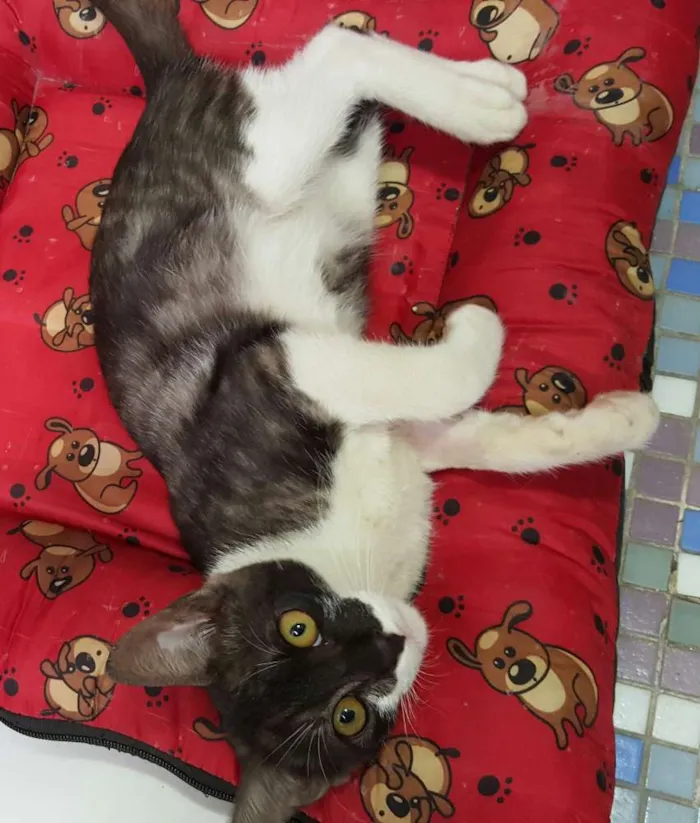 Gato ra a SRD idade 7 a 11 meses nome ÁTILA