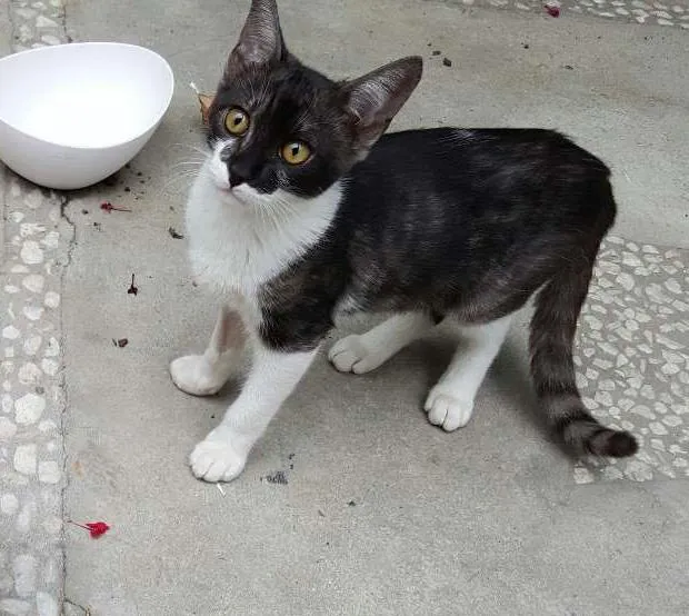 Gato ra a SRD idade 7 a 11 meses nome ÁTILA