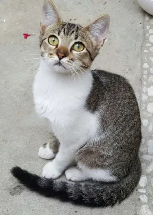 Gato raça SRD idade 7 a 11 meses nome ÁGATA