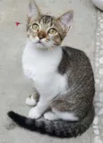 ÁGATA