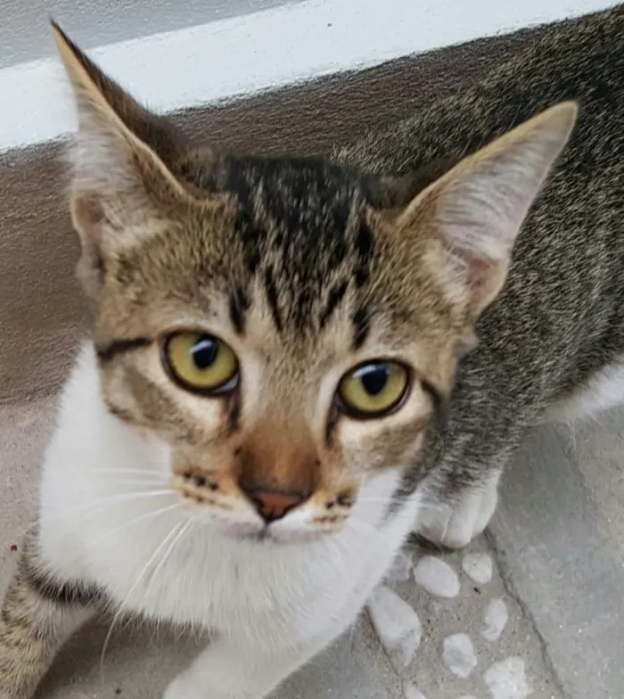 Gato ra a SRD idade 7 a 11 meses nome ÁGATA