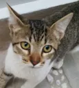 ÁGATA