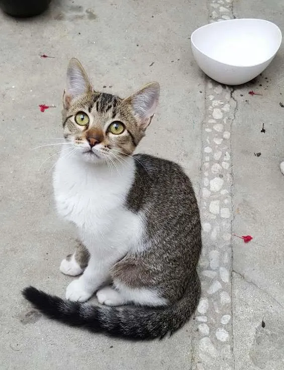 Gato ra a SRD idade 7 a 11 meses nome ÁGATA