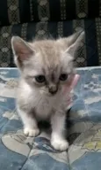 Fofa