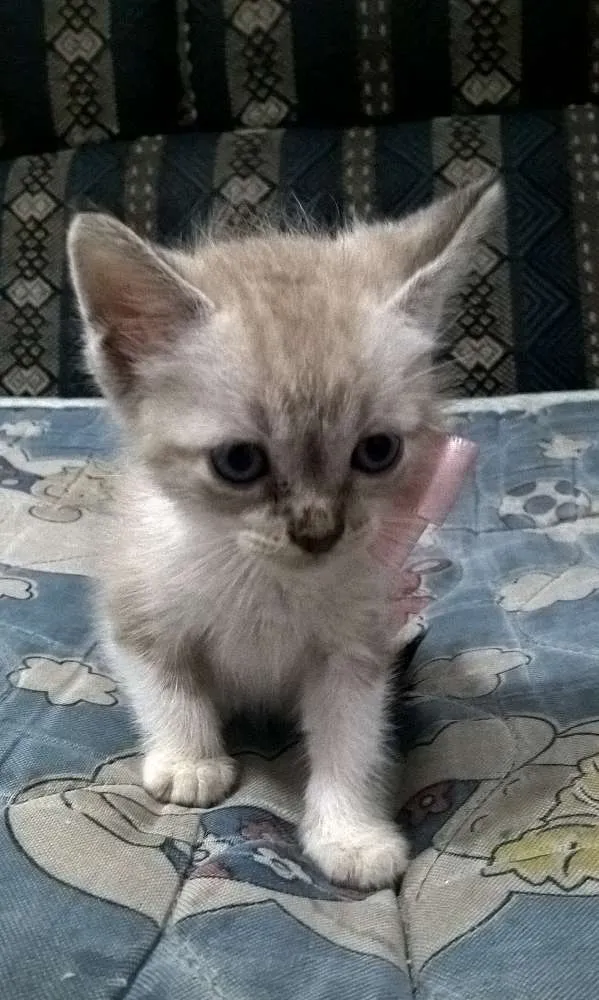 Gato ra a  idade Abaixo de 2 meses nome Fofa
