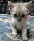 Fofa