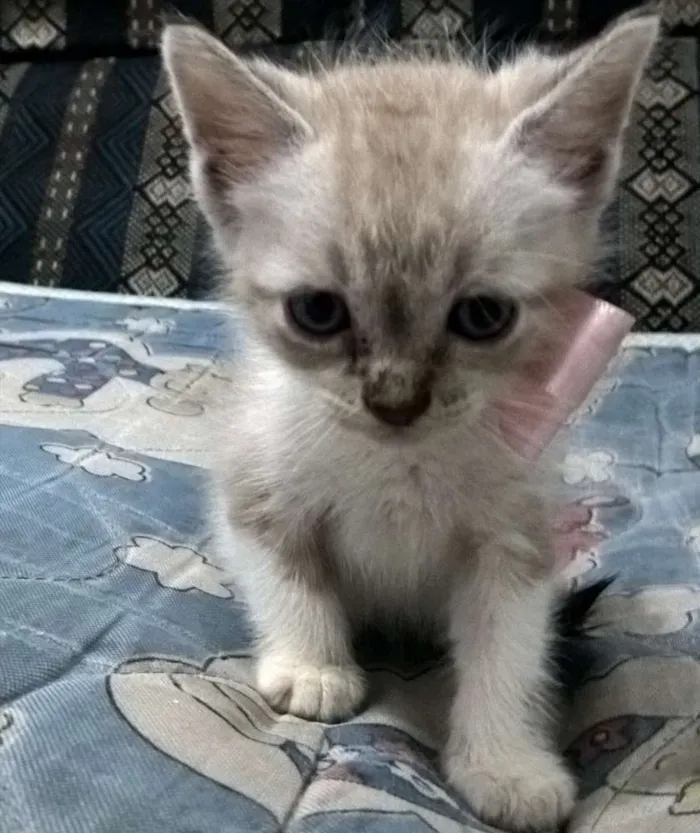 Gato ra a  idade Abaixo de 2 meses nome Fofa