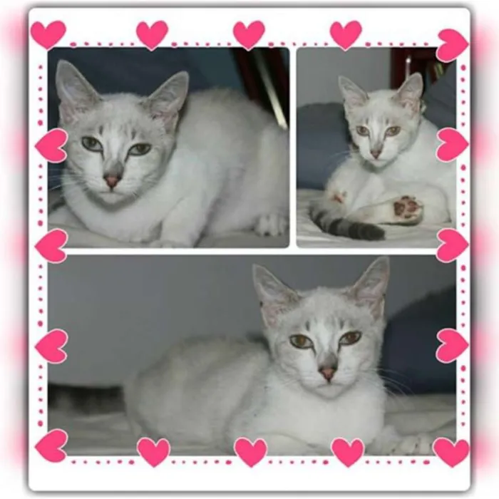 Gato ra a SRD idade 2 a 6 meses nome Cindy