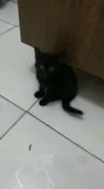 Gato raça SRD idade Abaixo de 2 meses nome não tem