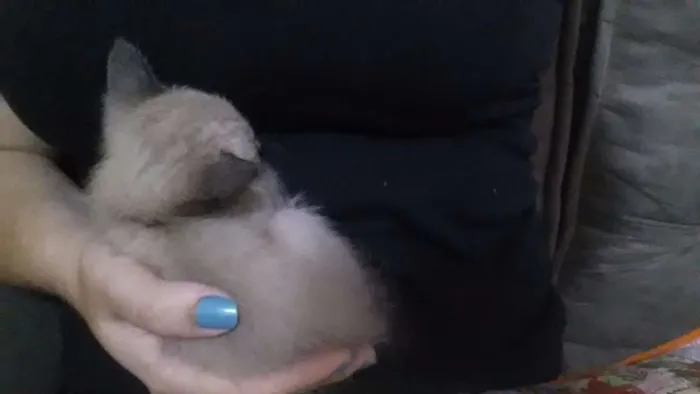 Gato ra a  idade Abaixo de 2 meses nome Ana