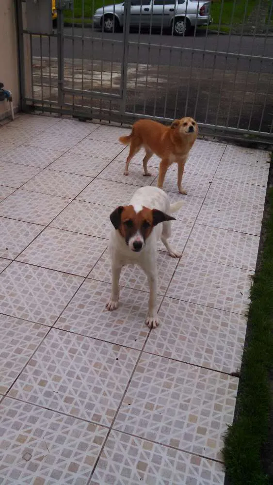 Cachorro ra a  idade 3 anos nome Tito e Princesa
