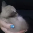 Ana