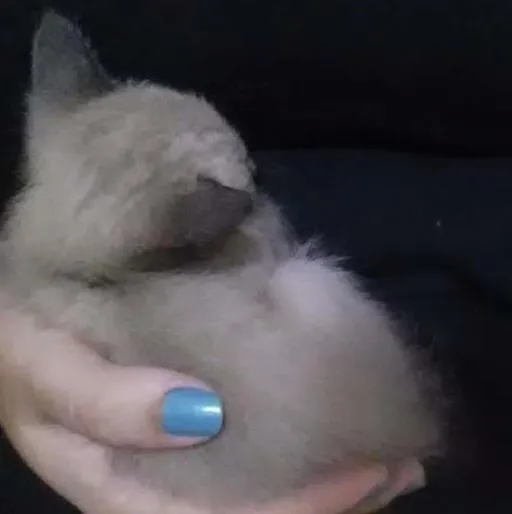 Gato ra a  idade Abaixo de 2 meses nome Ana