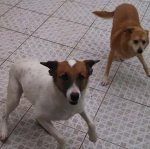 Cachorro raça  idade 3 anos nome Tito e Princesa