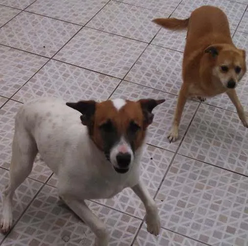 Cachorro ra a  idade 3 anos nome Tito e Princesa