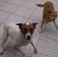 Tito e Princesa