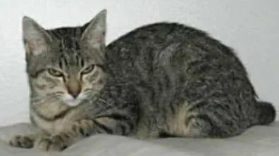 Gato ra a SRD idade 2 a 6 meses nome Amora
