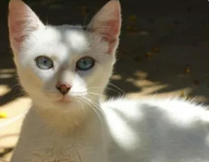 Gato raça SRD idade 2 a 6 meses nome Rabicho