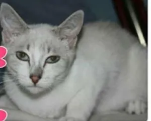 Gato raça SRD idade 2 a 6 meses nome Cindy