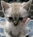 Fofa