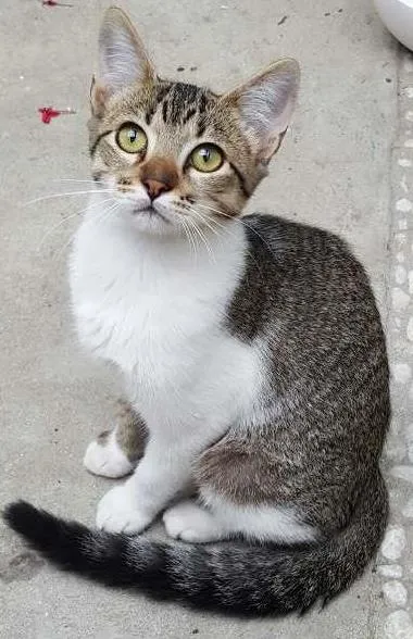 Gato ra a SRD idade 7 a 11 meses nome ÁGATA