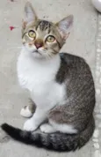 ÁGATA