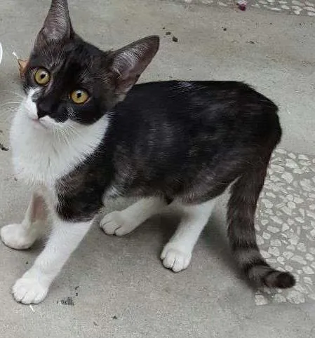 Gato ra a SRD idade 7 a 11 meses nome ÁTILA