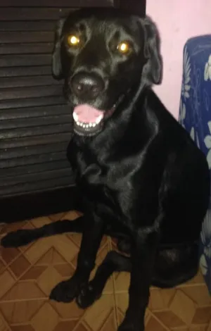 Cachorro raça Labrador  idade 3 anos nome Thor