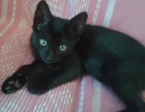 Gato raça indefinida idade 2 a 6 meses nome Pandora