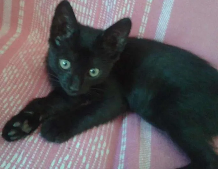 Gato ra a indefinida idade 2 a 6 meses nome Pandora