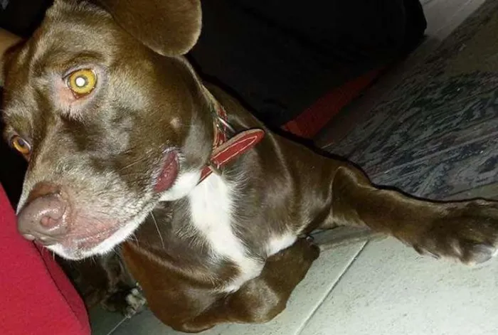 Cachorro ra a Srd idade 1 ano nome Sara