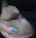 Ana